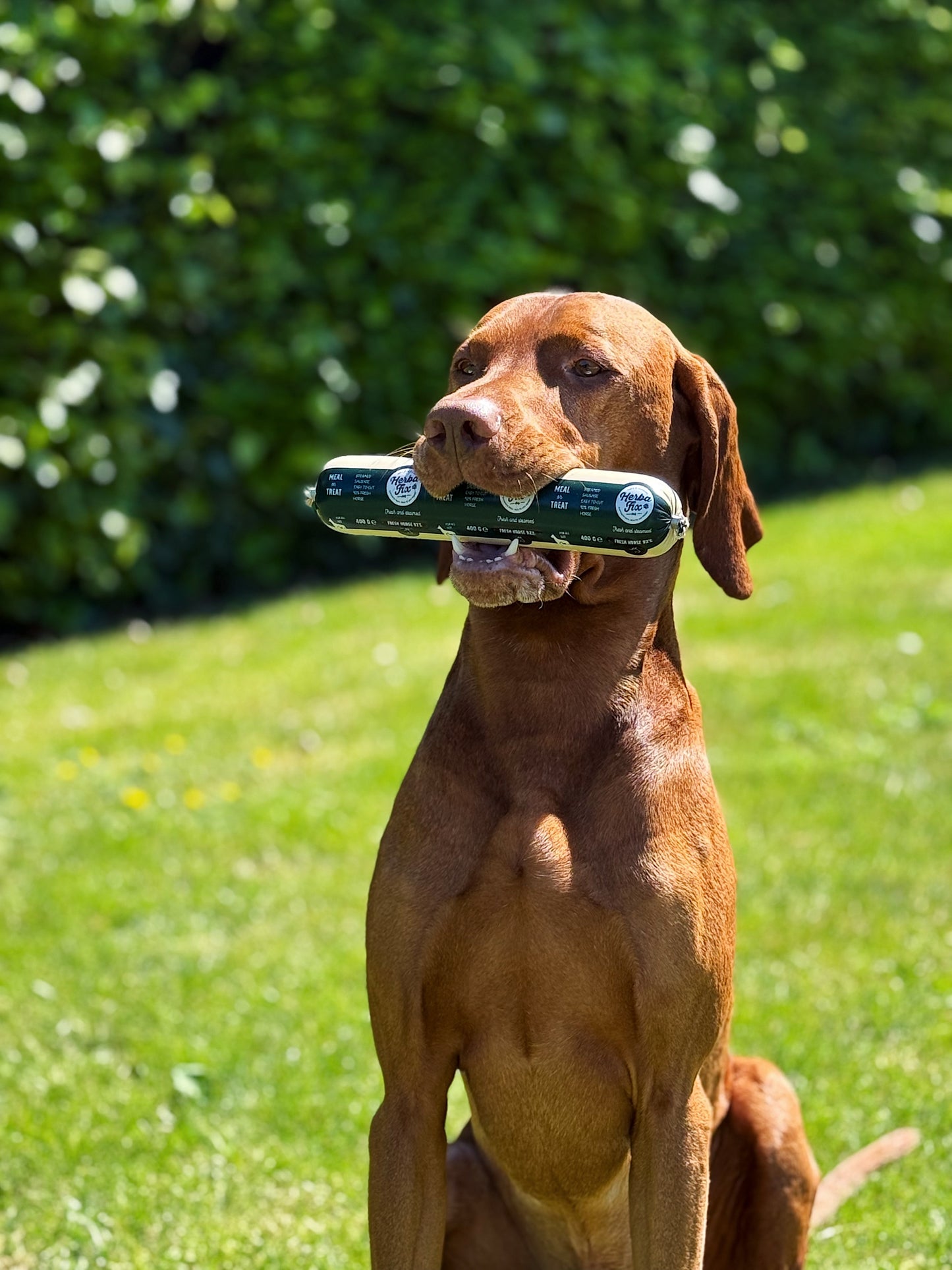 hond houdt exclusieve 400g gestoomde worst in de bek