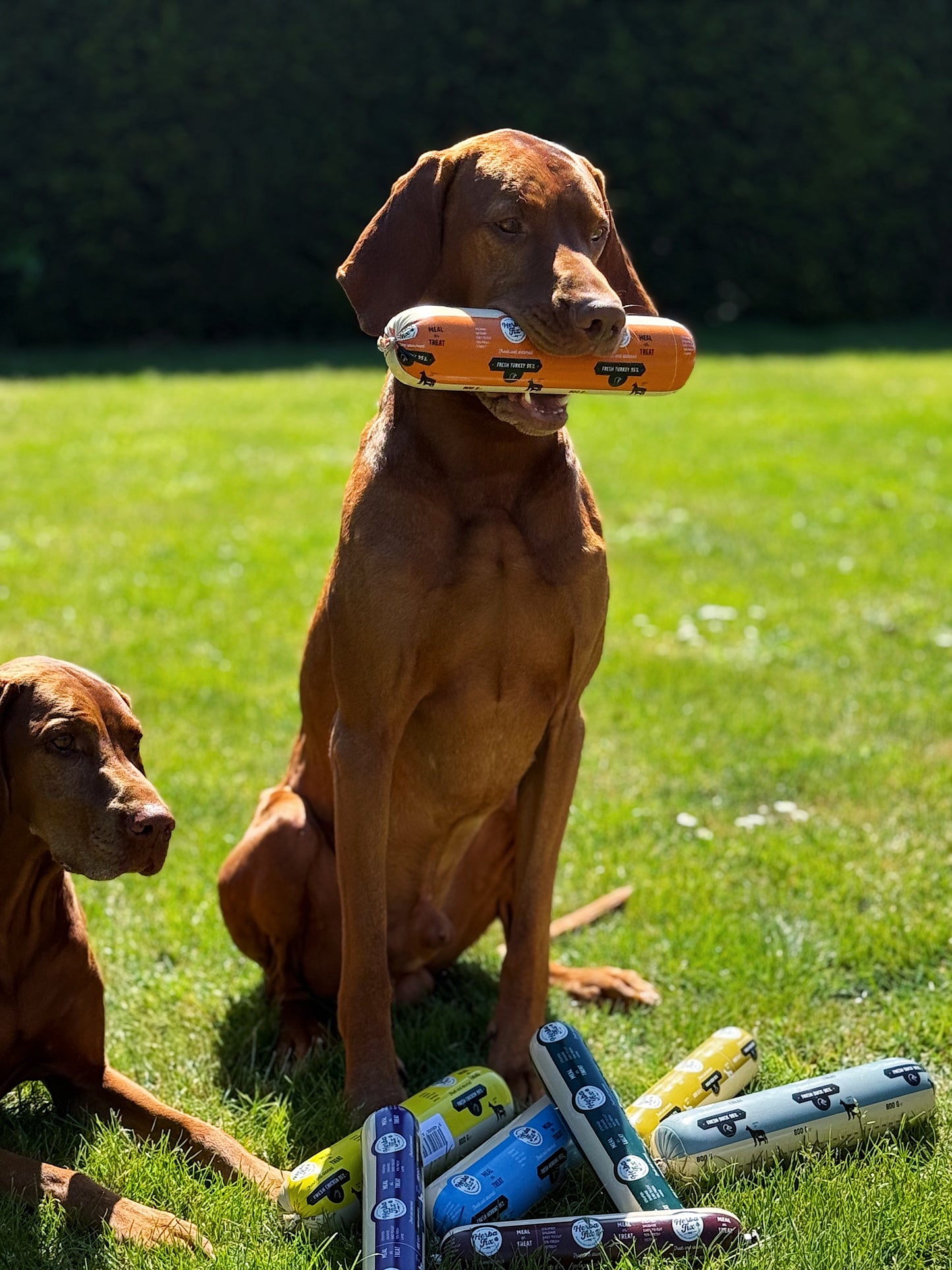 Hond houdt 800g kalkoenworst in de bek